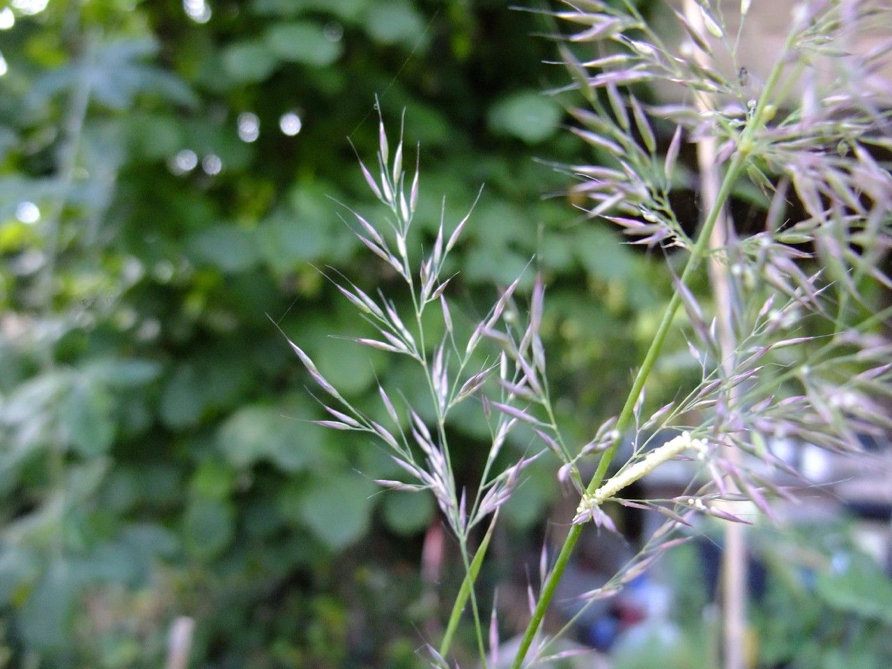 Amelichloa brachychaeta fruit