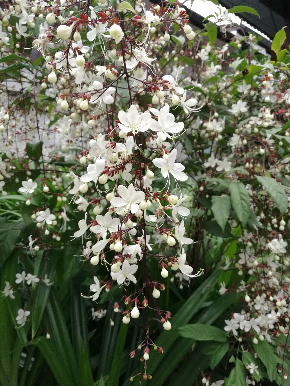 Clerodendrum laevifolium — search result for 'Clerodendrum'