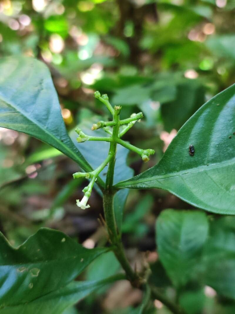 Palicourea racemosa flower