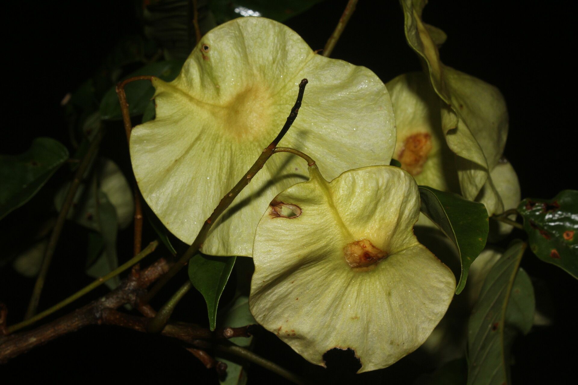 Pterocarpus hayesii flower