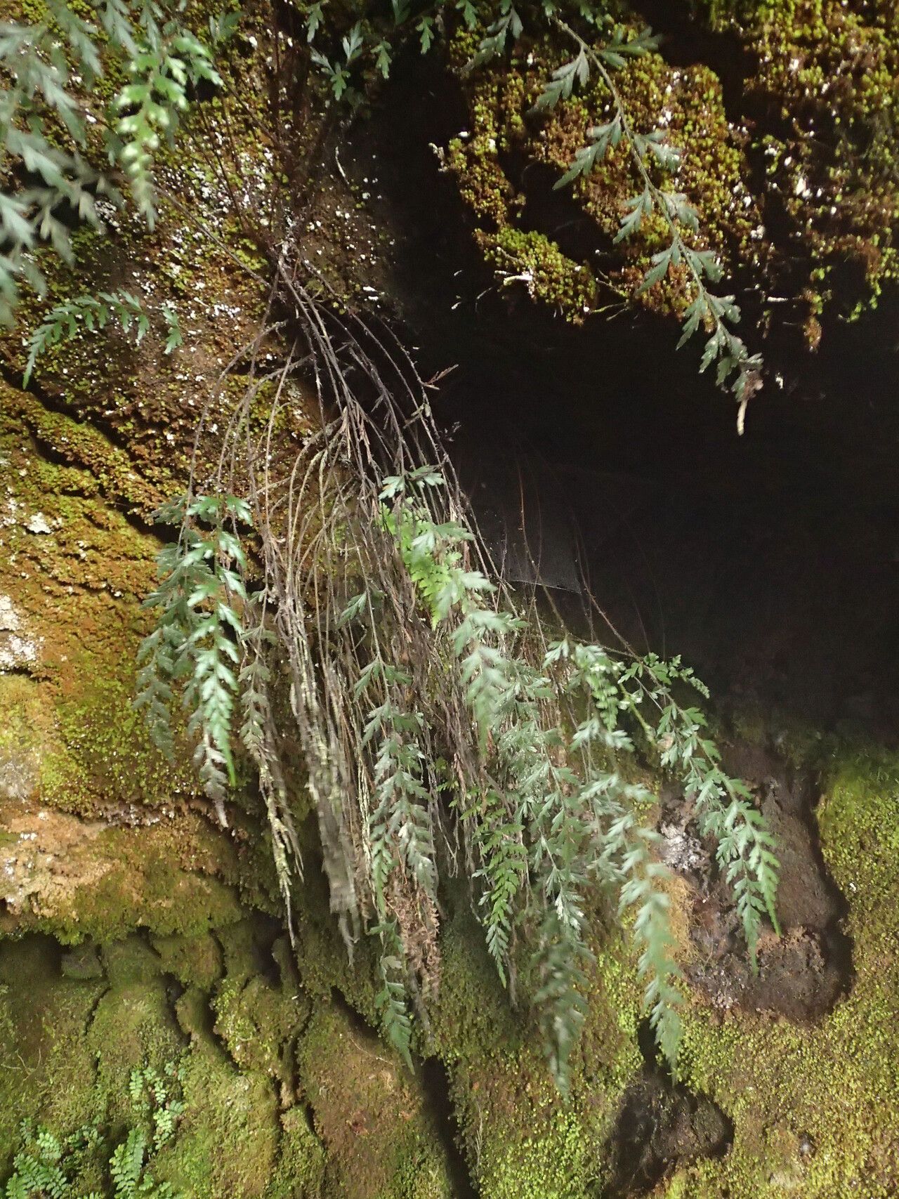 Asplenium uhligii habit