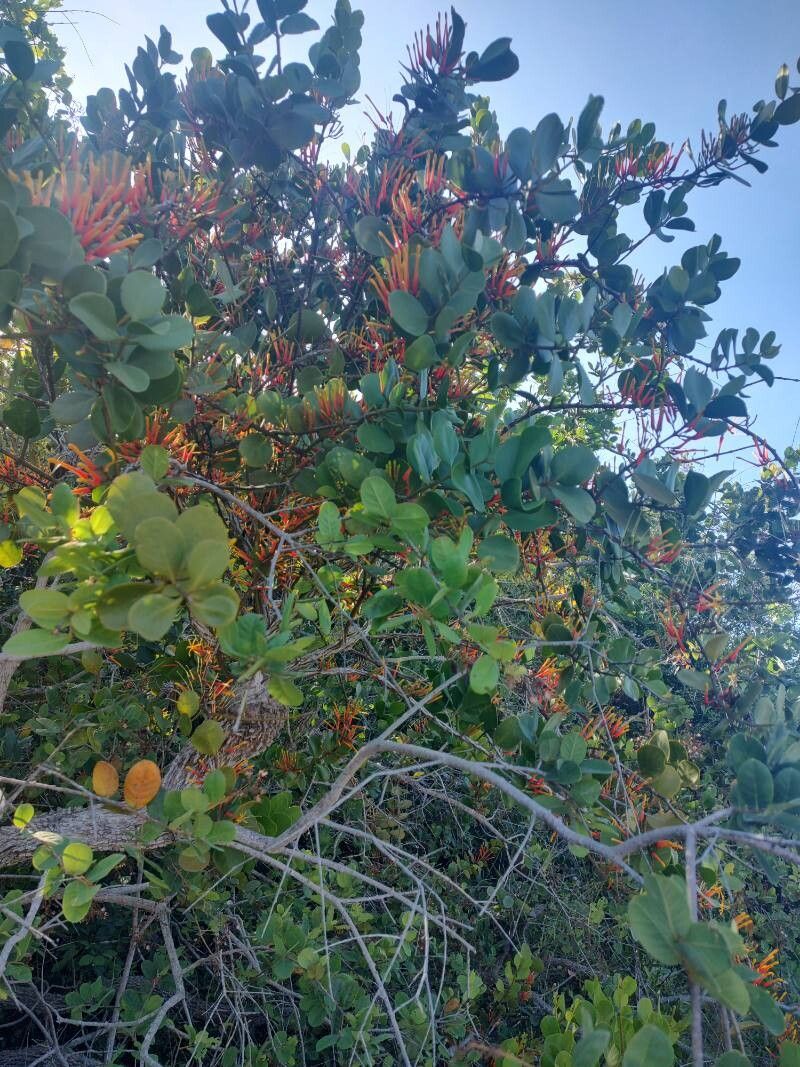 Psittacanthus cinctus leaf