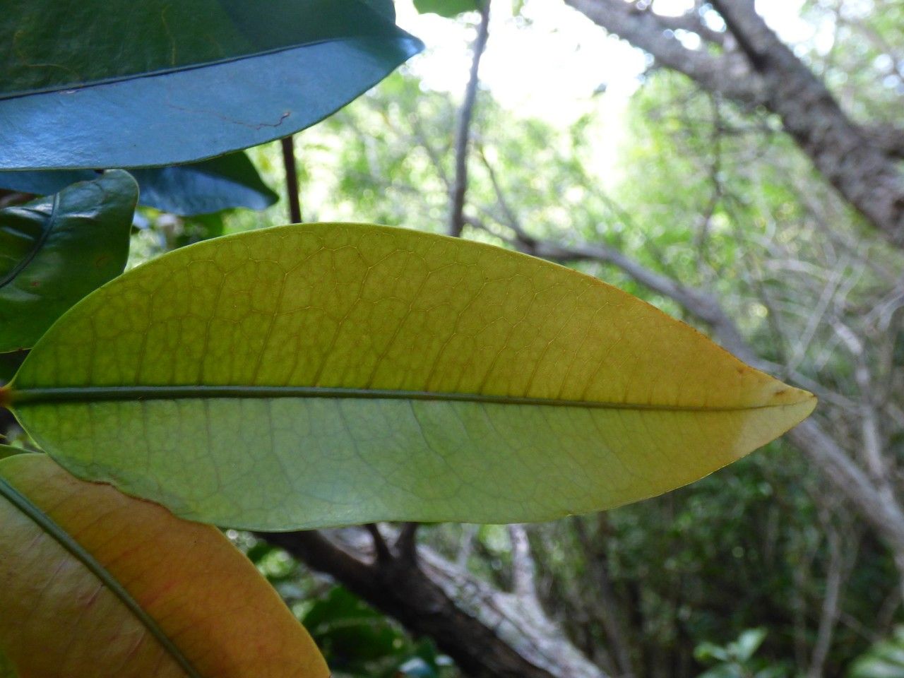 Erythroxylum laurifolium leaf