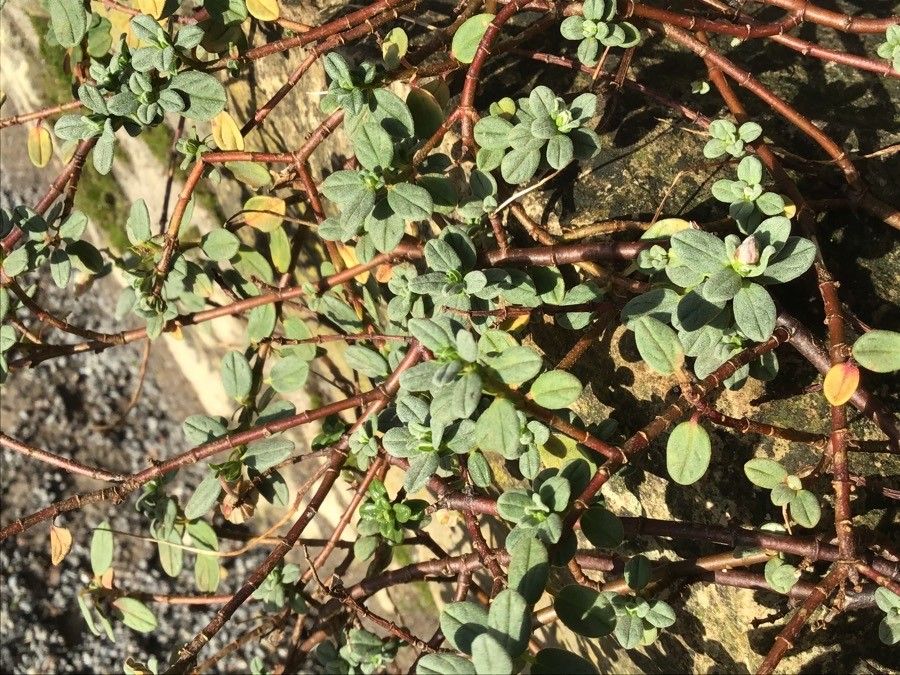 Helianthemum croceum leaf
