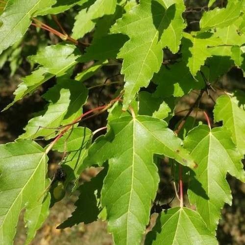 Acer tataricum subsp. ginnala leaf