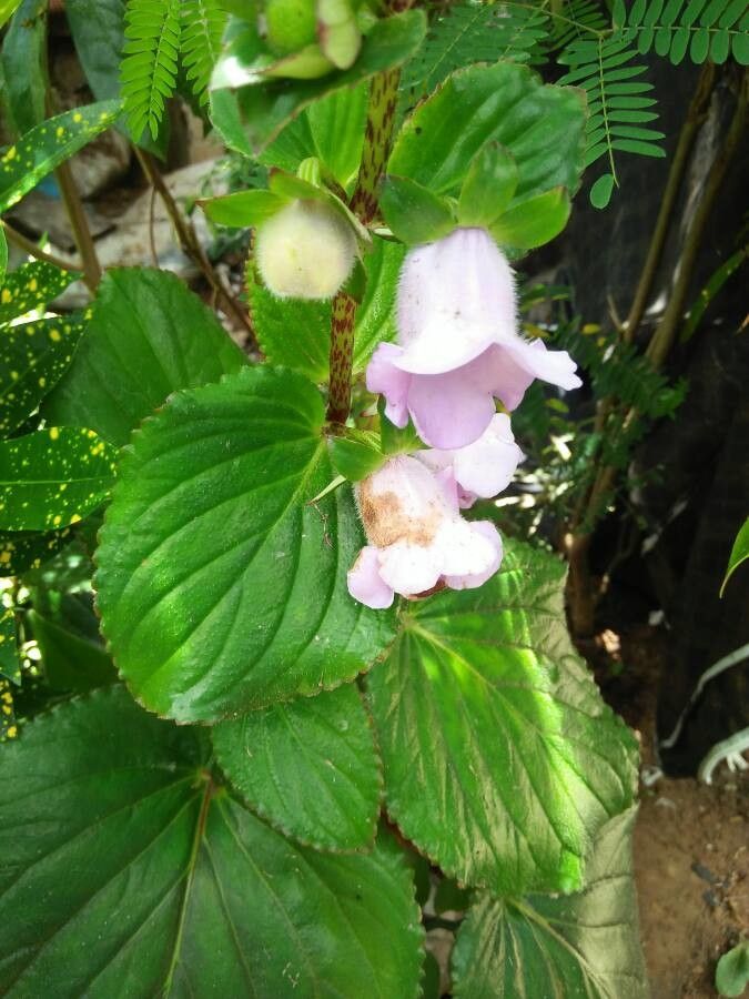 Gloxinia perennis leaf