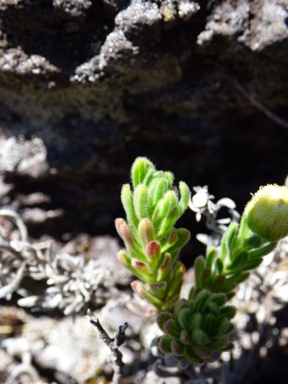 Psiadia callocephala — houseplant care guide