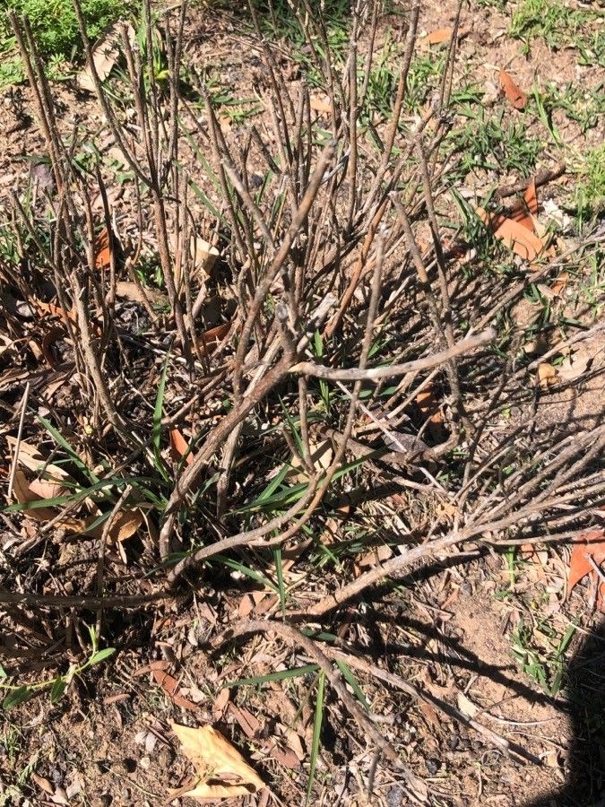 Chamaecytisus albus — related species from the same genus