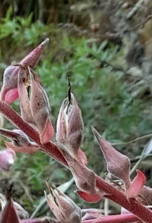 Puya spathacea flower