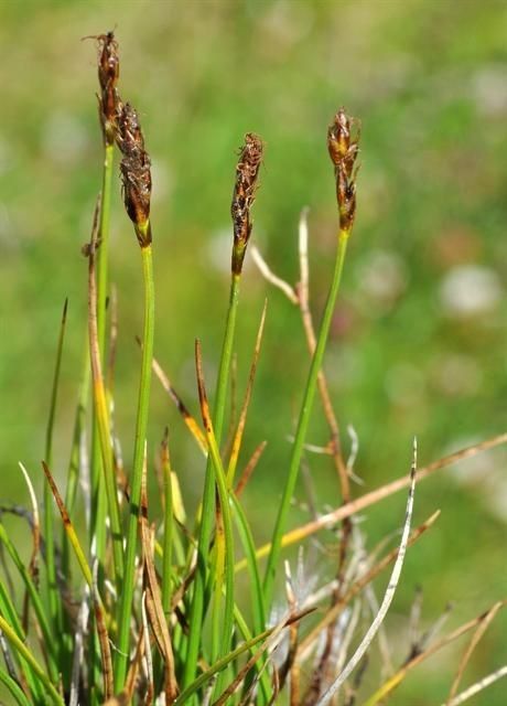 Carex simpliciuscula habit