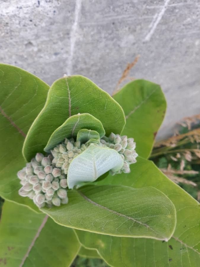 Asclepias latifolia flower