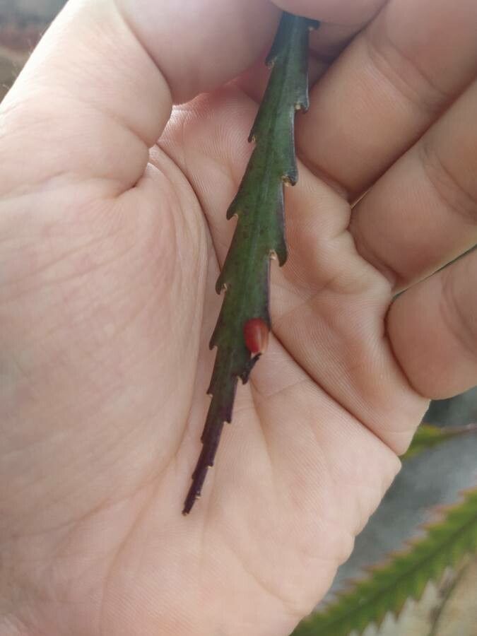 Lepismium houlletianum fruit