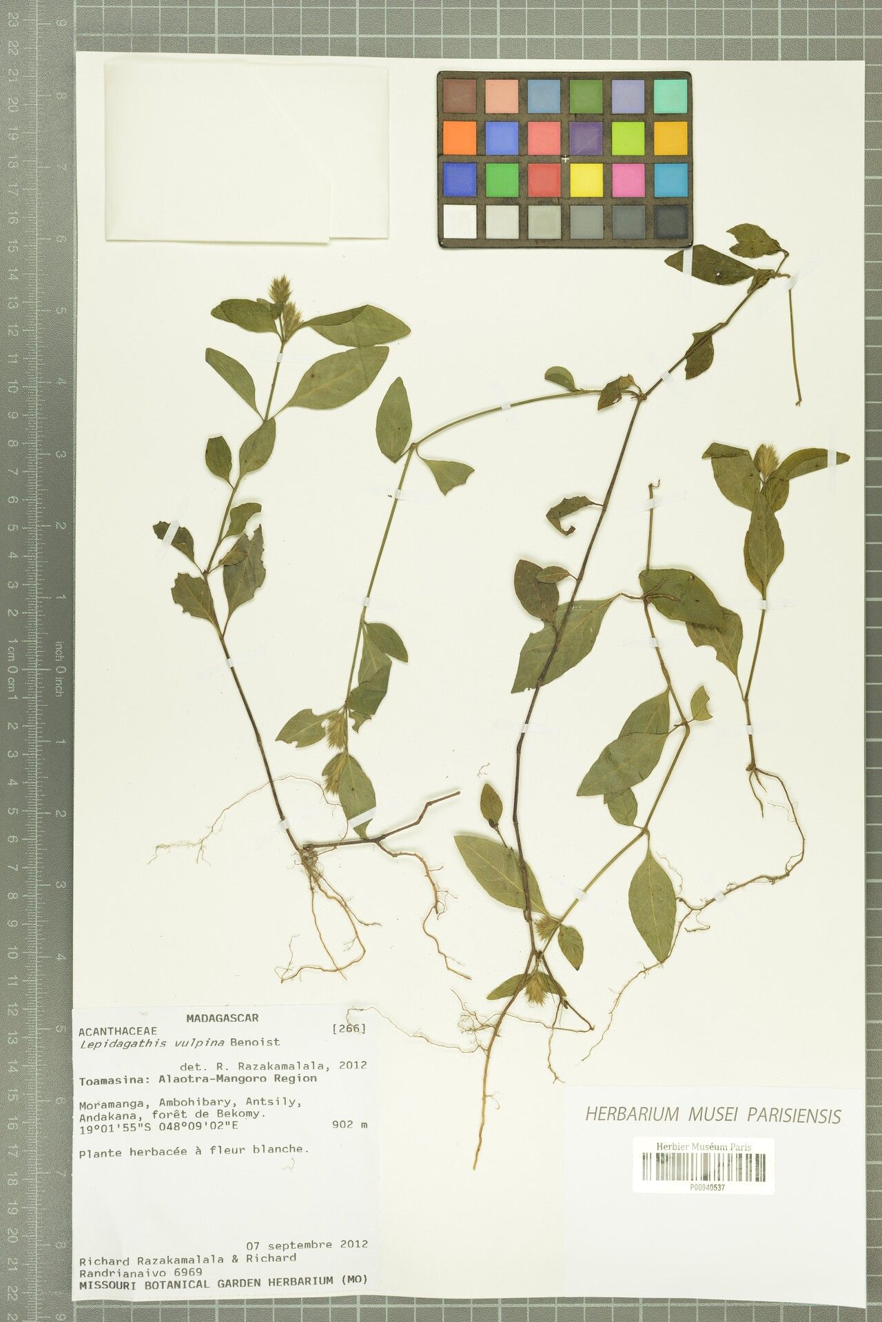 Lepidagathis vulpina — houseplant care guide