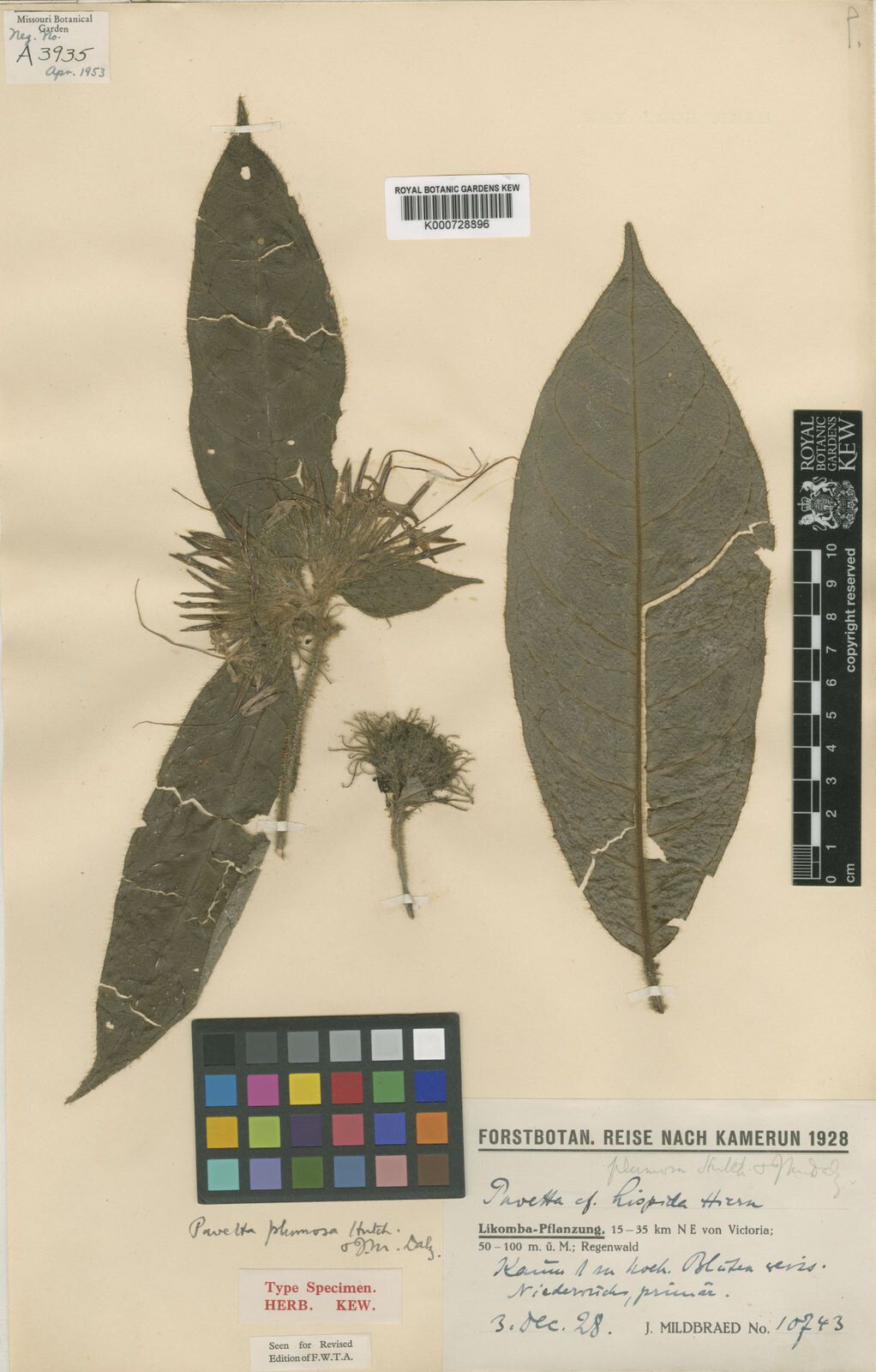 Pavetta plumosa — houseplant care guide