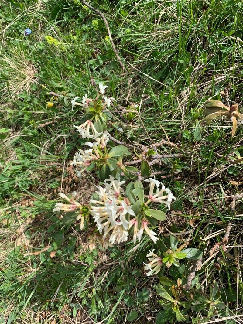 Daphne caucasica flower