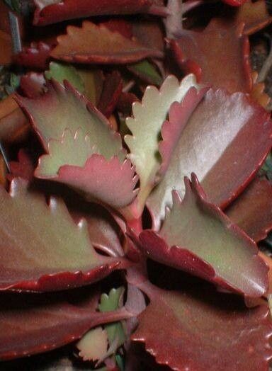 Kalanchoe petitiana — search result for 'Kalanchoe'