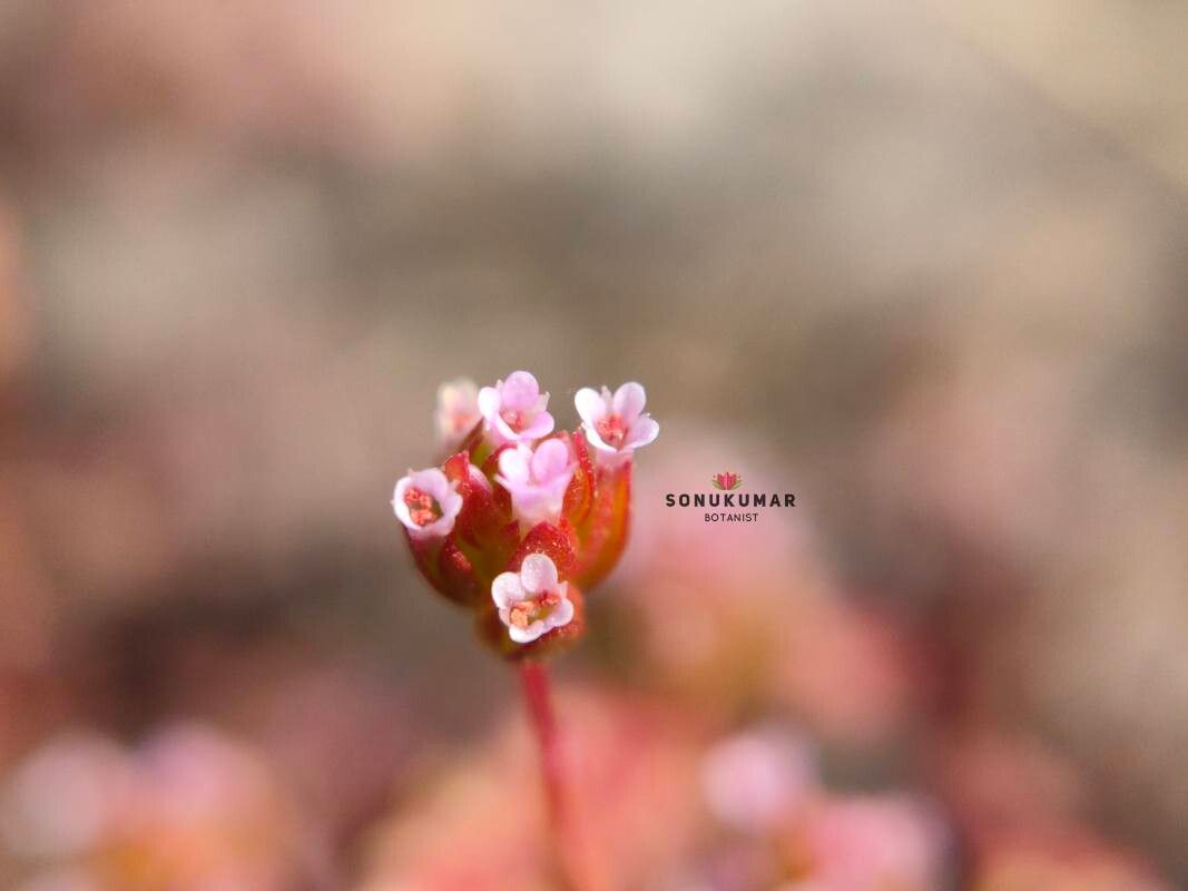 Rotala serpyllifolia flower