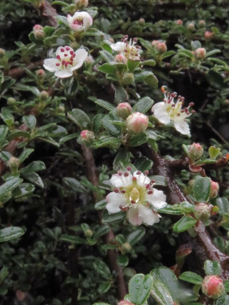 Cotoneaster integrifolius flower