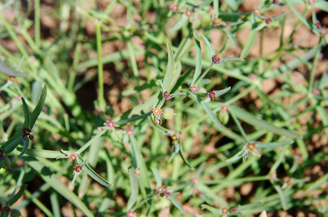 Euphorbia dracunculoides flower