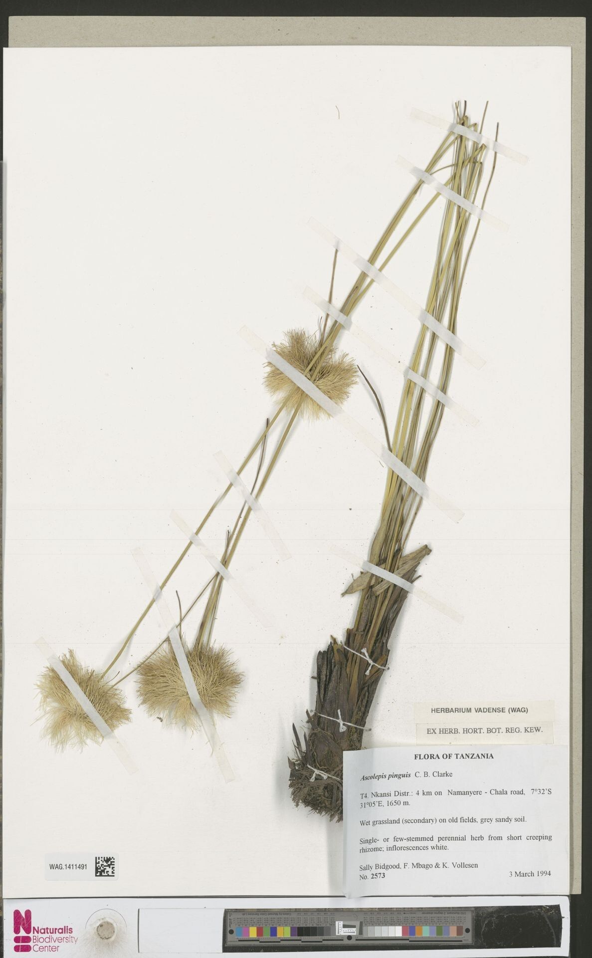 Cyperus ascopinguis — houseplant care guide