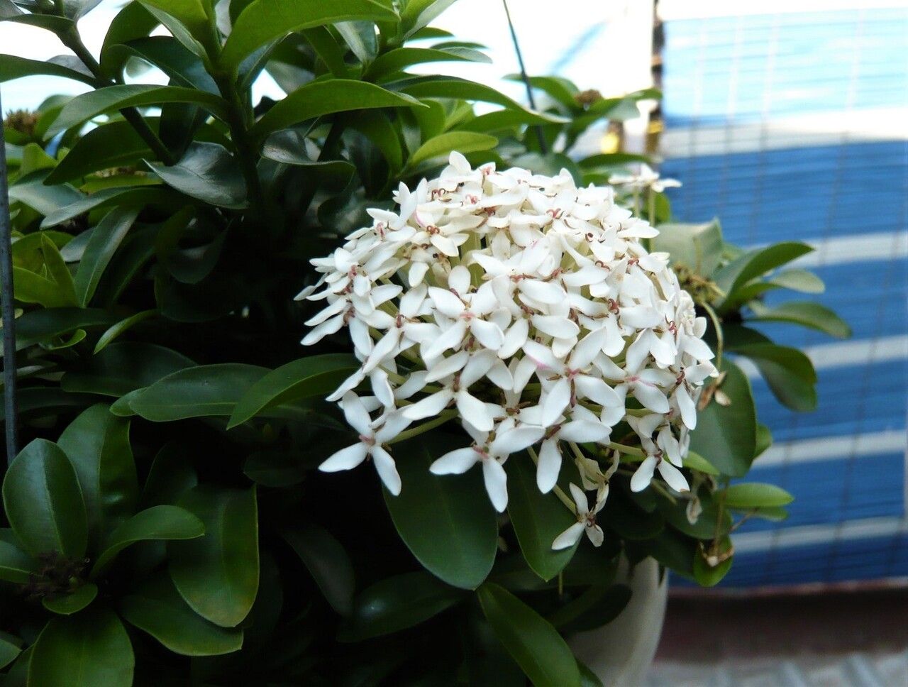 Ixora finlaysoniana flower