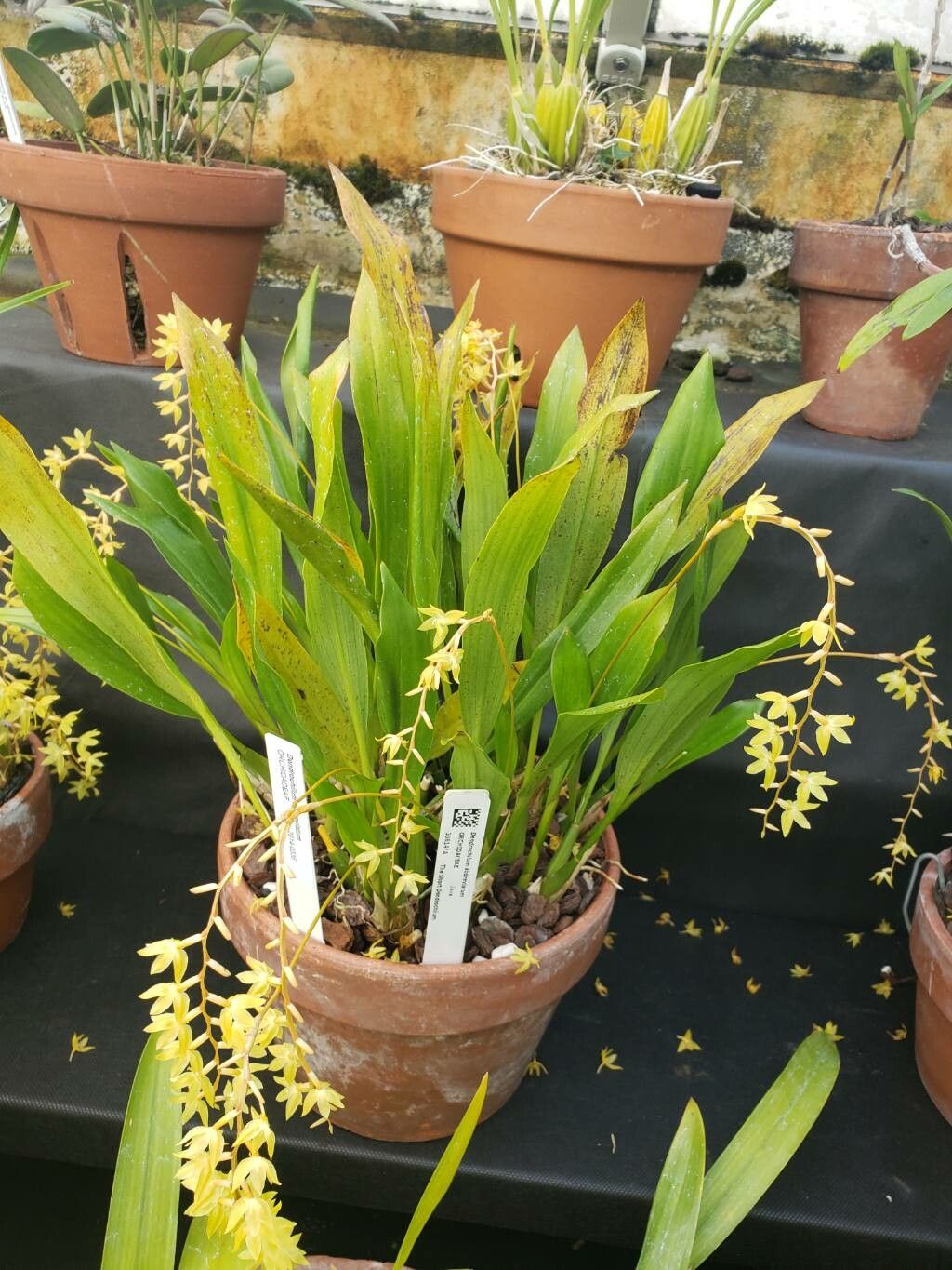 Coelogyne abbreviata habit