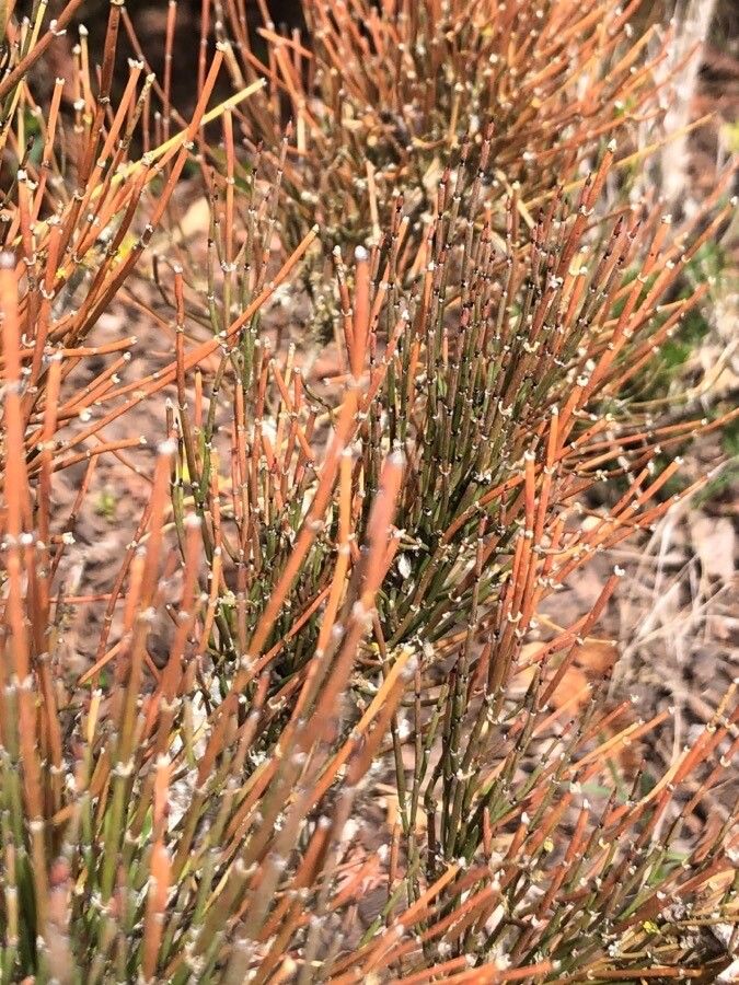 Ephedra distachya leaf