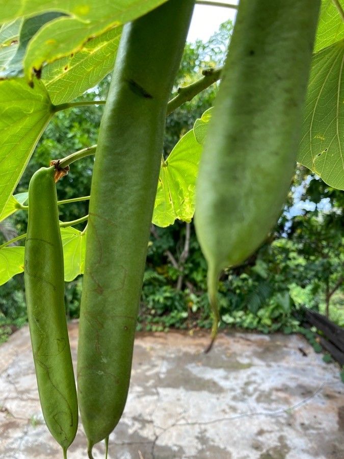 Bauhinia monandra fruit