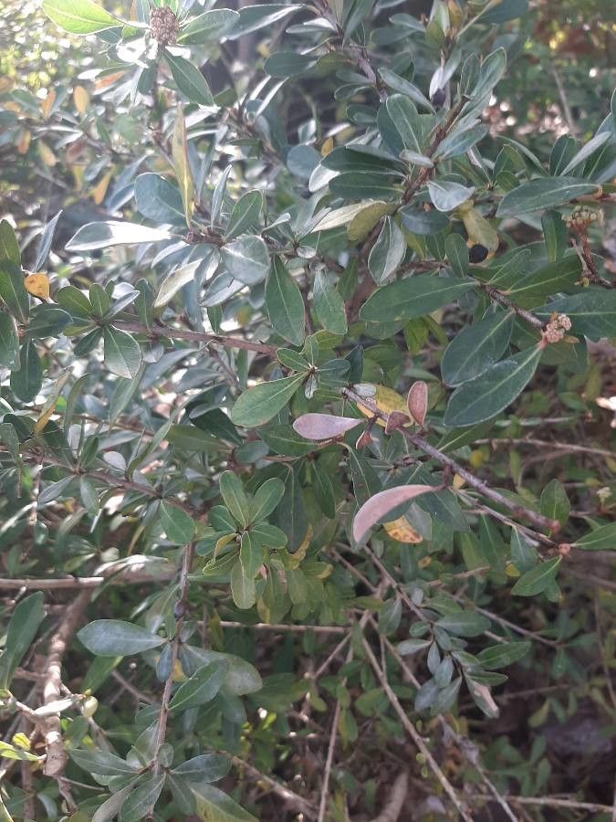 Ceanothus cuneatus leaf