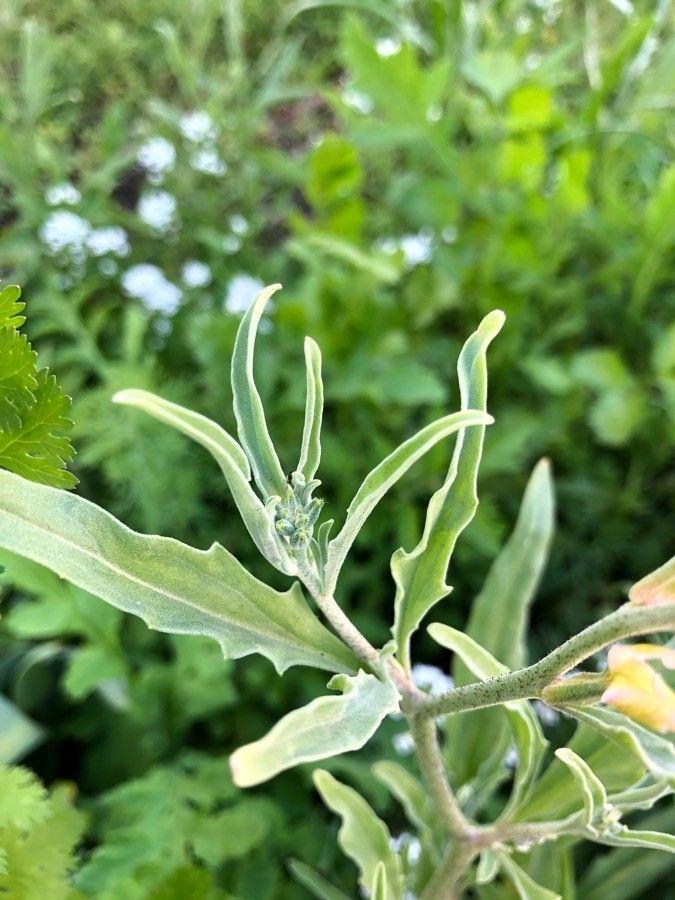 Matthiola longipetala leaf