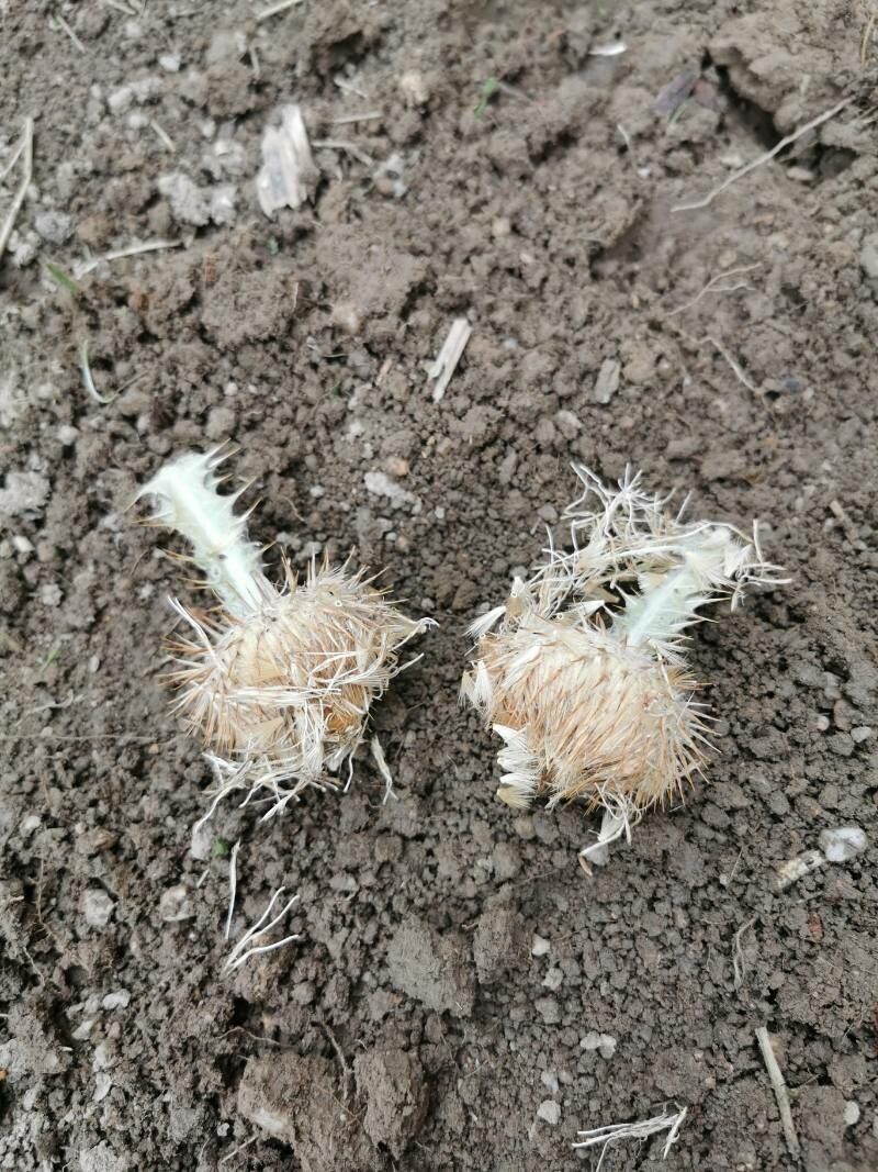 Onopordum acaulon fruit