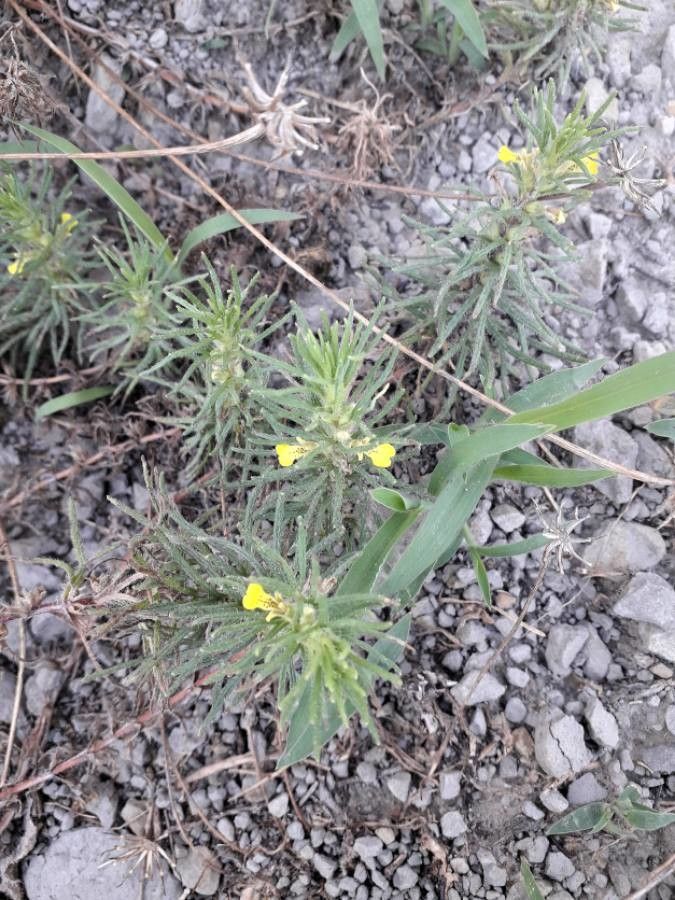 Ajuga chamaepitys flower
