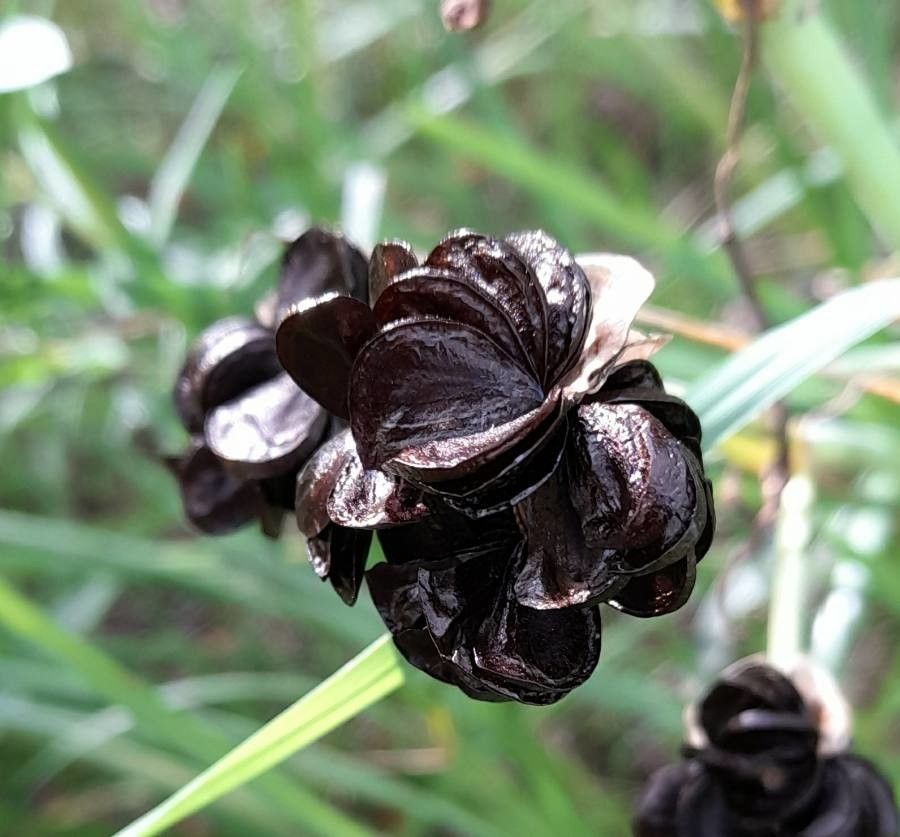Rhodophiala bifida fruit