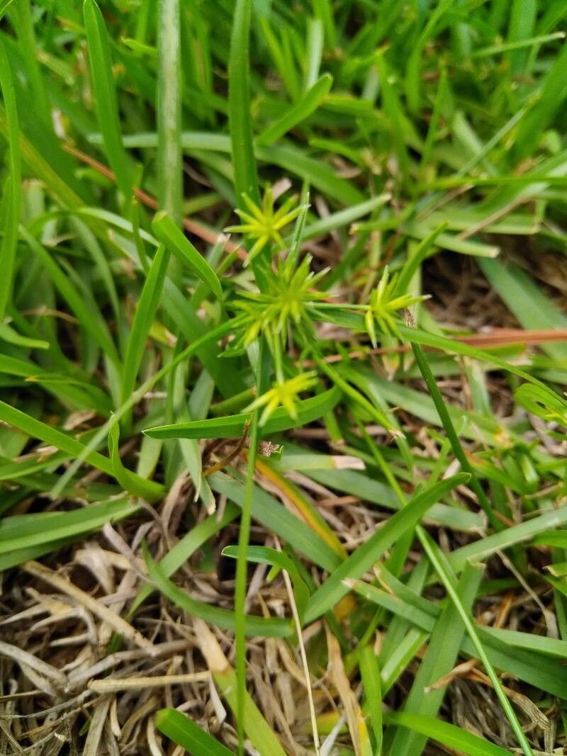 Carex michauxiana — houseplant care guide