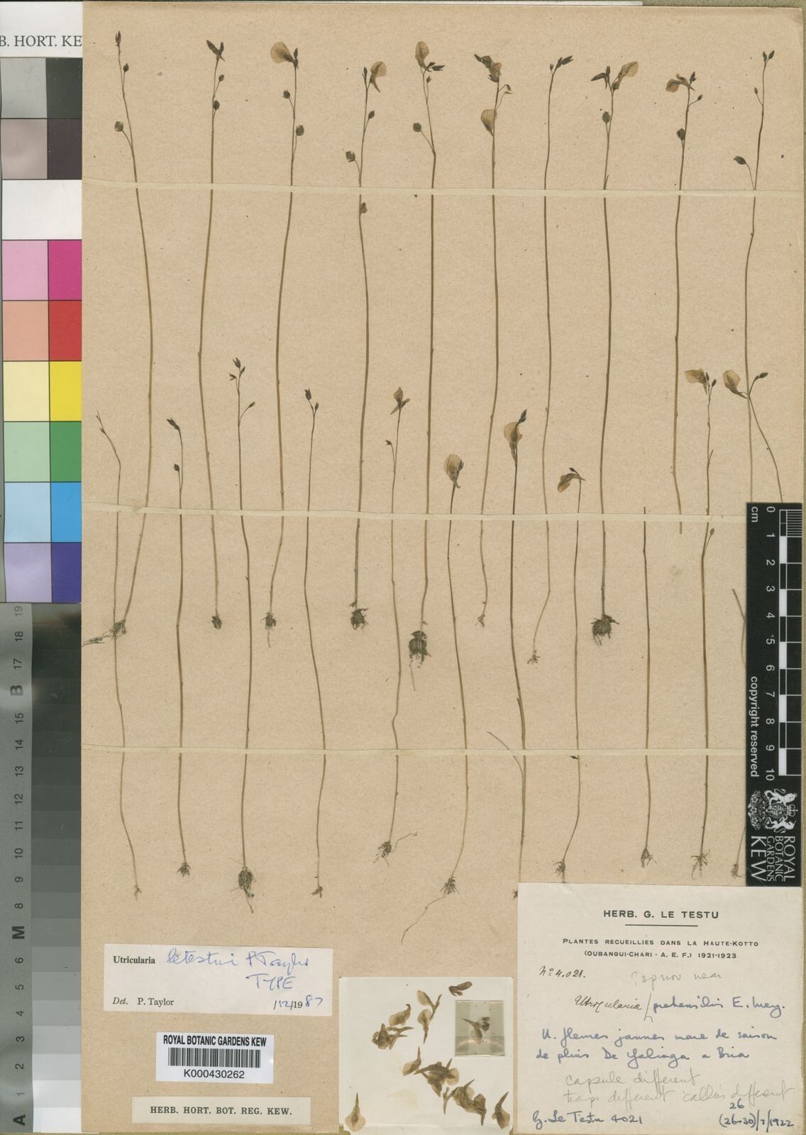 Utricularia letestui — houseplant care guide