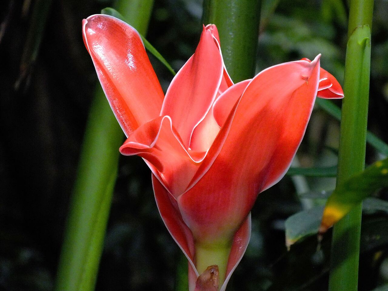 Etlingera elatior flower