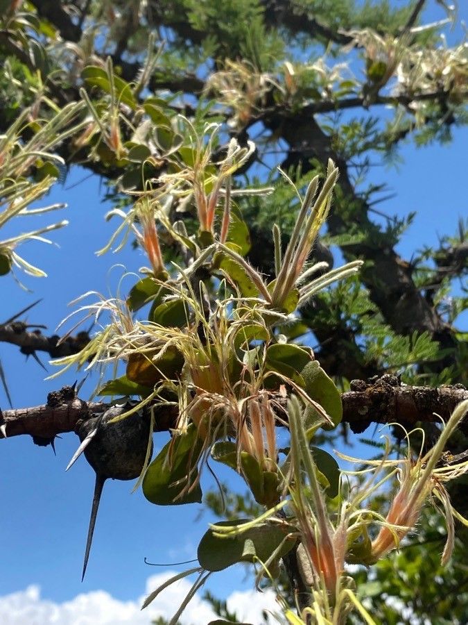 Erianthemum dregei flower
