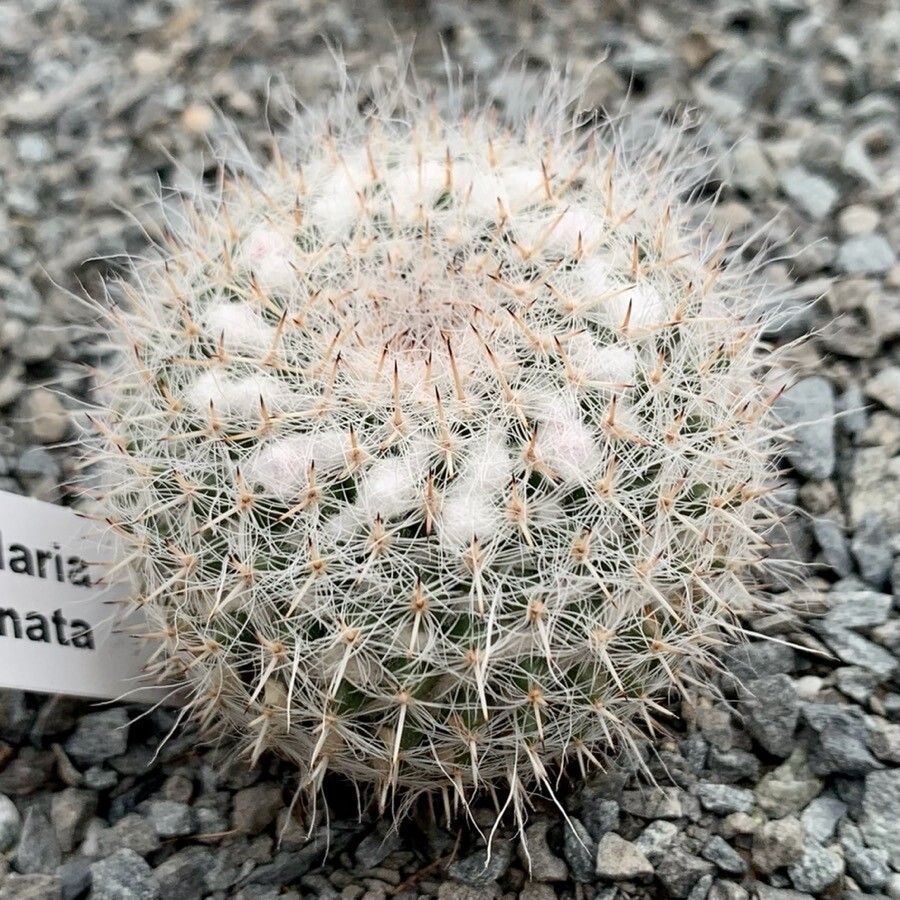 Mammillaria aureilanata leaf