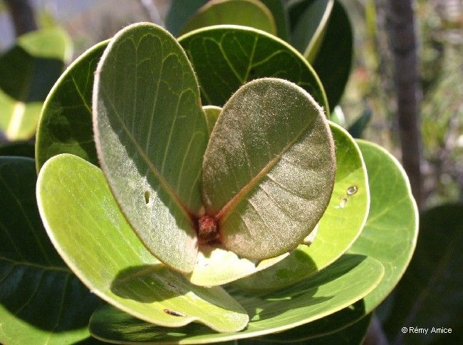 Planchonella skottsbergii leaf