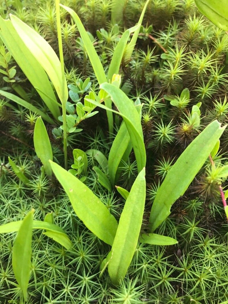 Pogonia ophioglossoides leaf