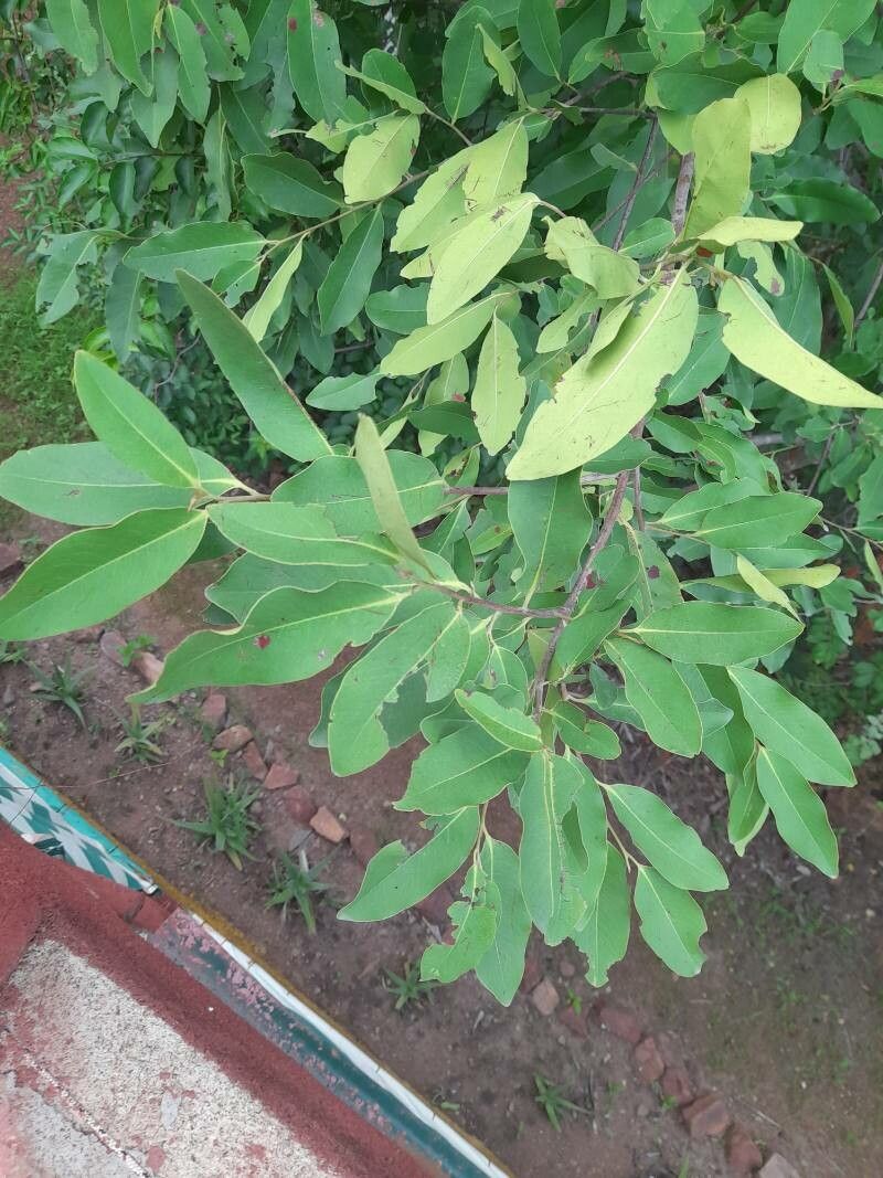 Diospyros mespiliformis leaf