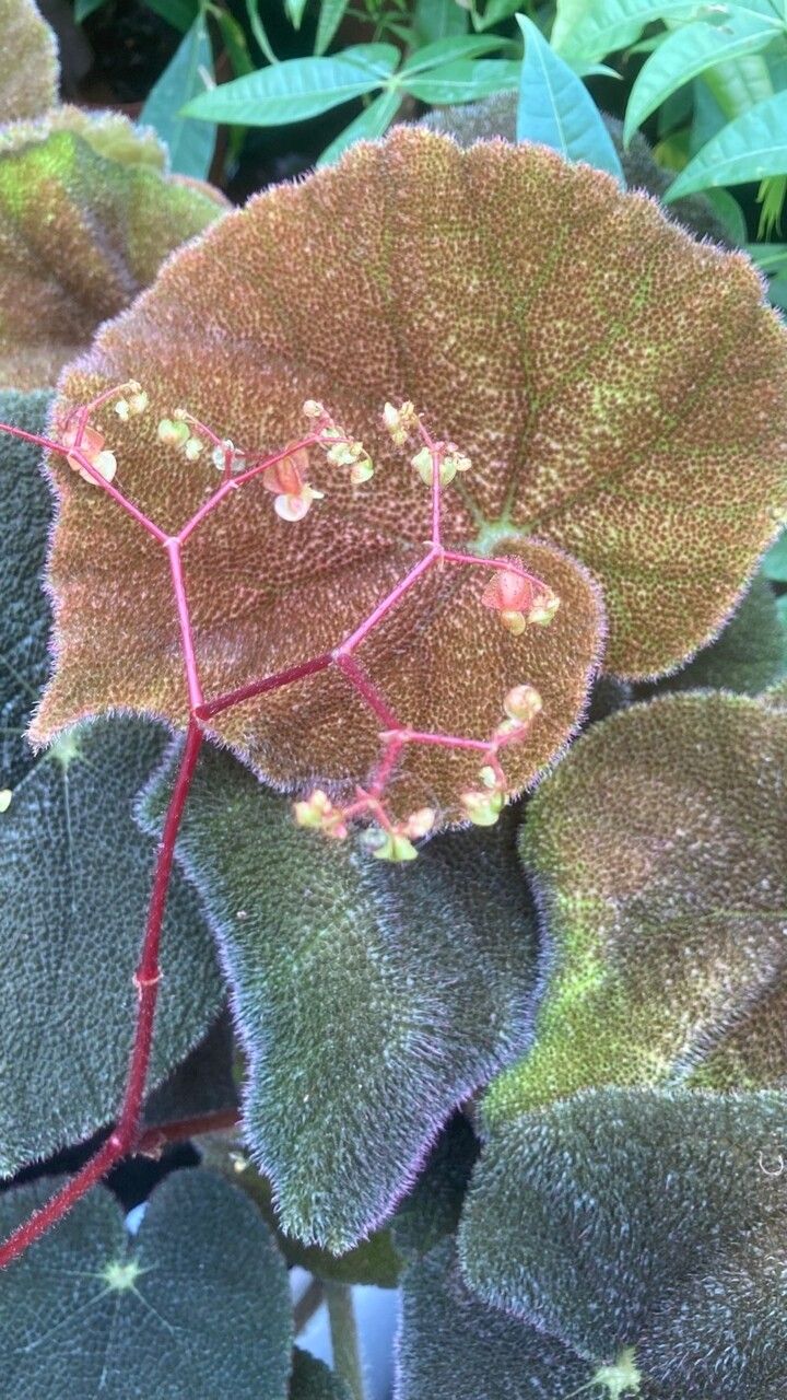 Begonia masoniana flower