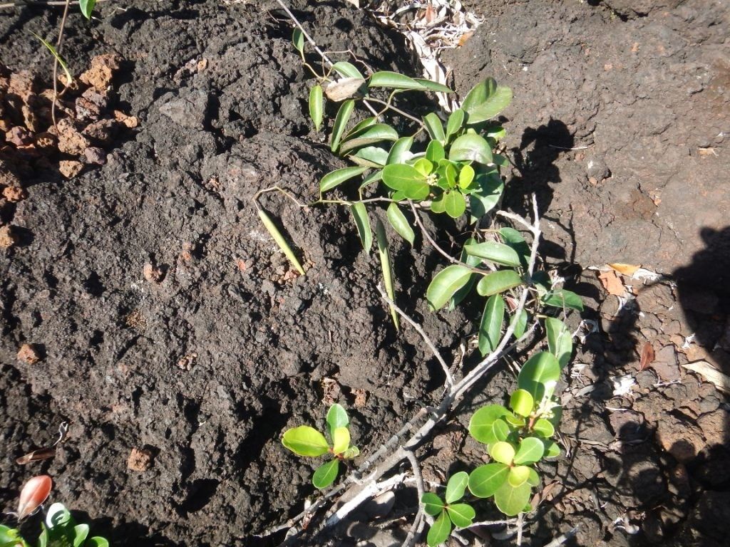 Parsonsia effusa habit