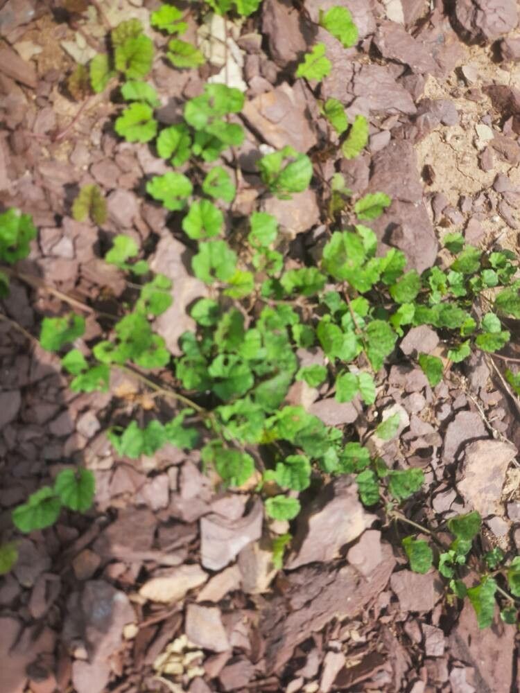 Merremia emarginata — search result for 'Convolvulaceae'
