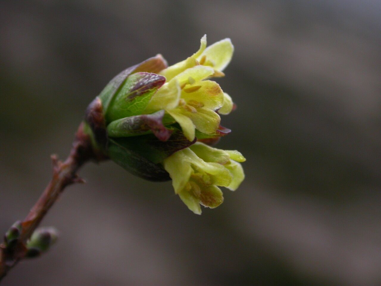 Lonicera litangensis — search result for 'Lonicera'