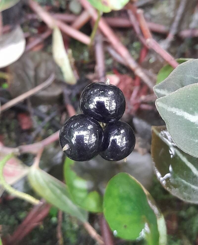 Peperomia bicolor fruit