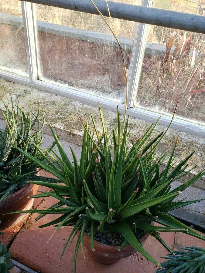 Haworthiopsis longiana habit