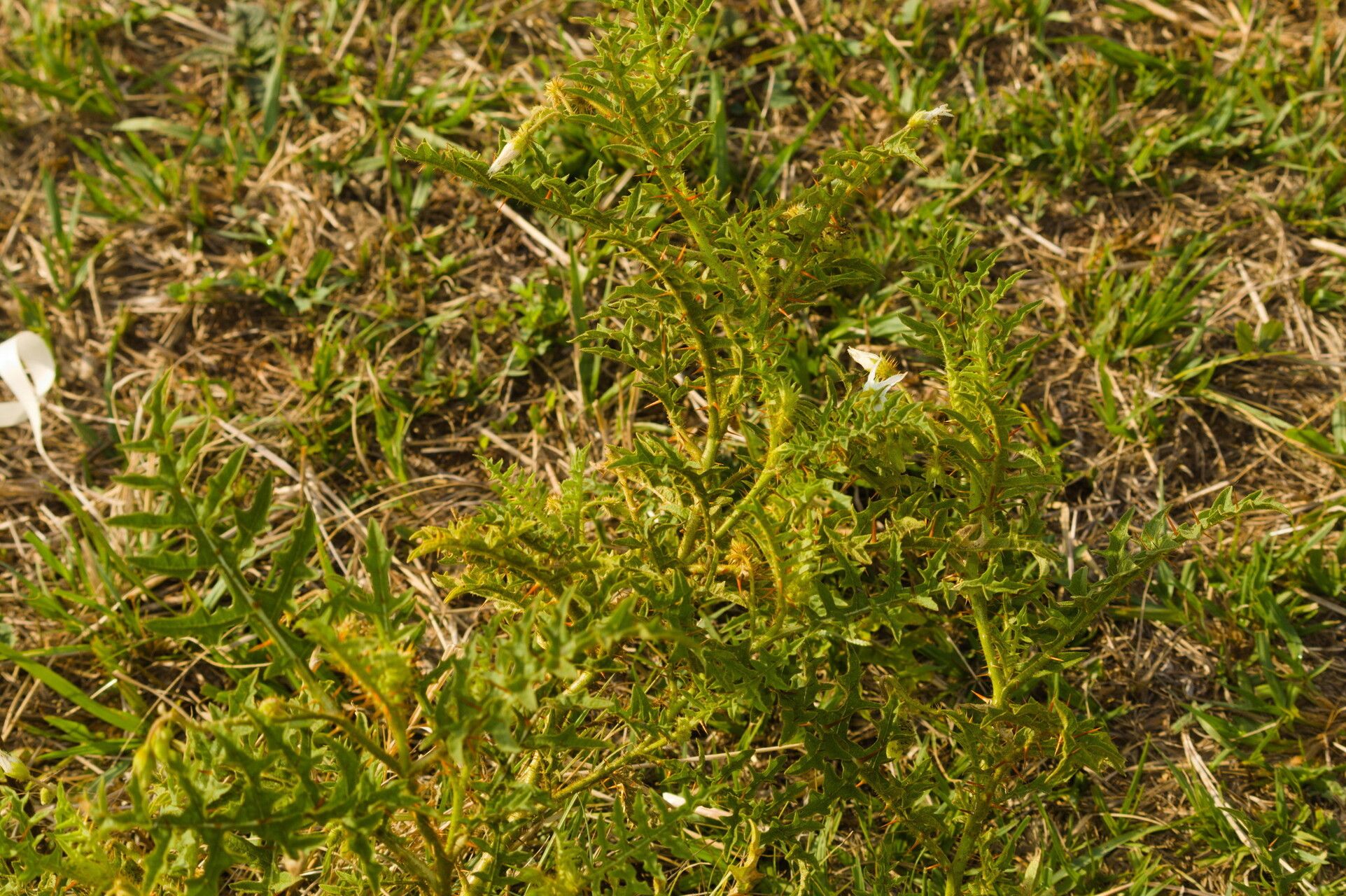 Solanum hasslerianum habit