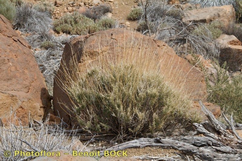 Descurainia gonzalezii other