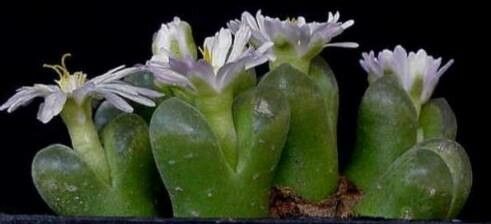 Conophytum praesectum habit